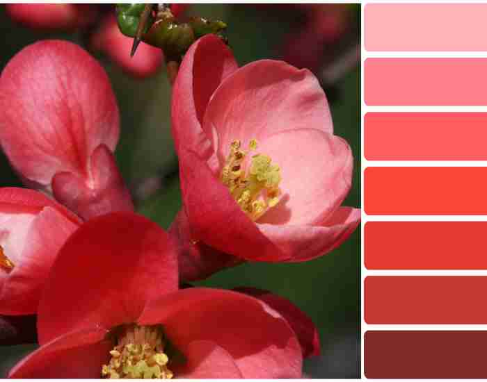 Color palette series: shades of red