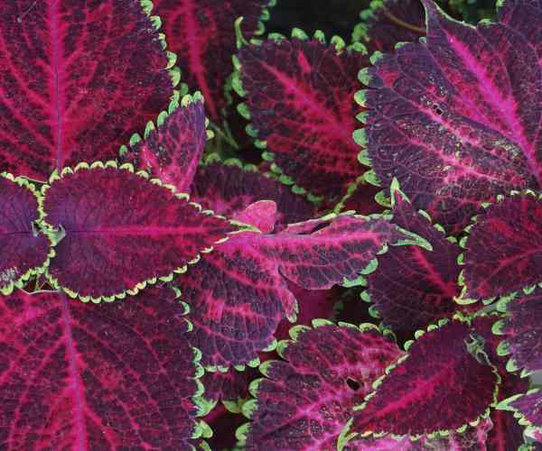 Red-and-green Leafed Plants