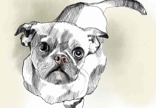 Draw a Dog