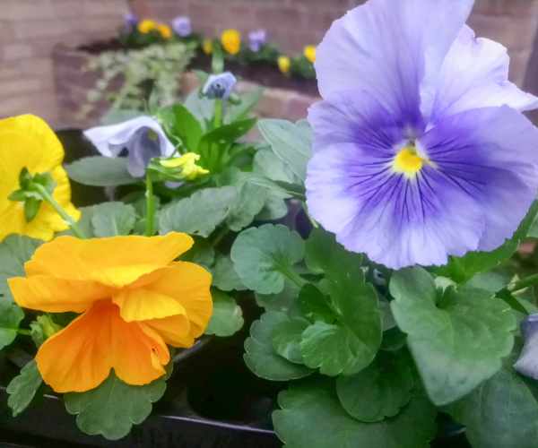 Flowering pansies with complementary colors